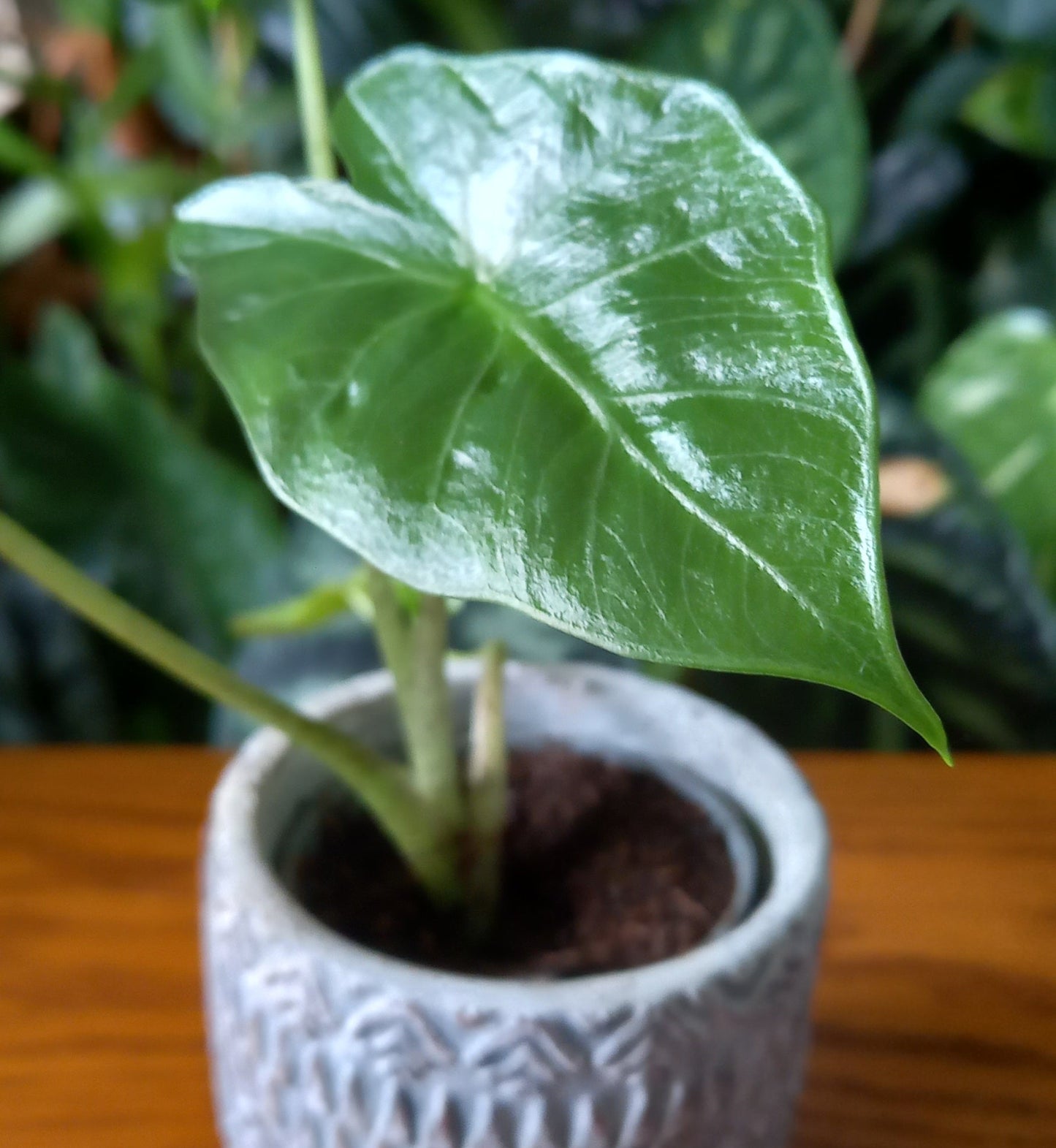 Alocasia portodora