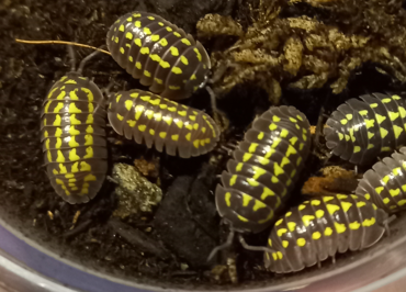 Armadillidium gestroï