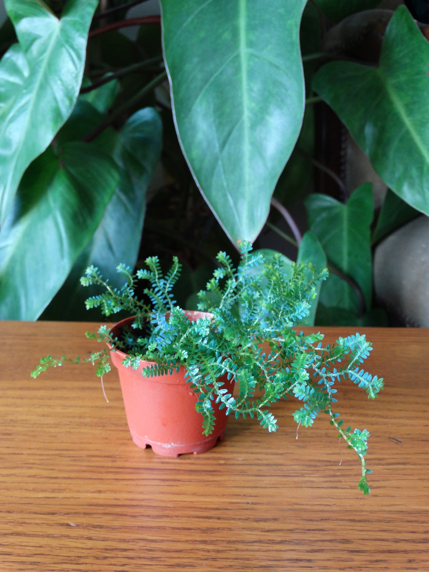 Selaginella uncinata