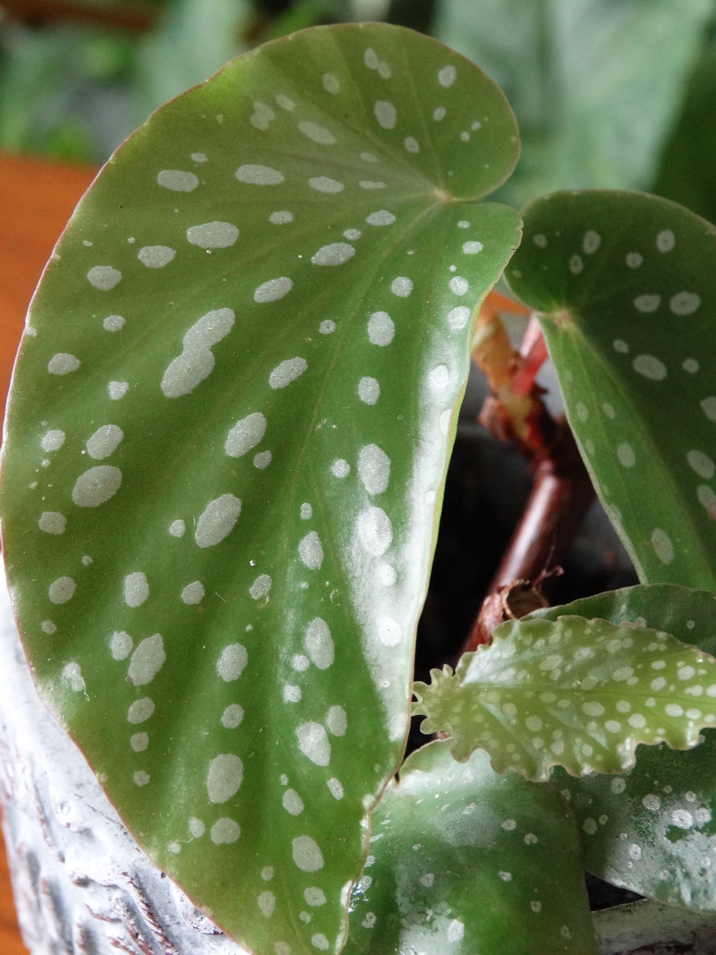Begonia maculata