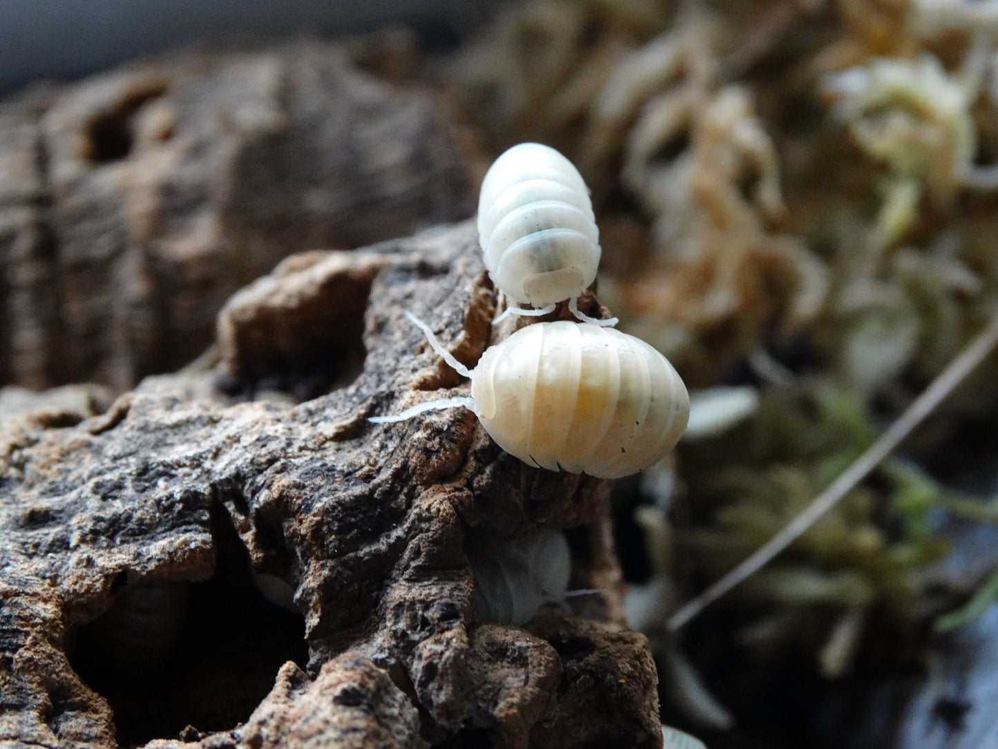 Armadillidium vulgare Albino T-