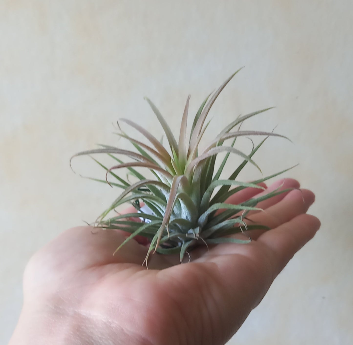 Tillandsia ionantha