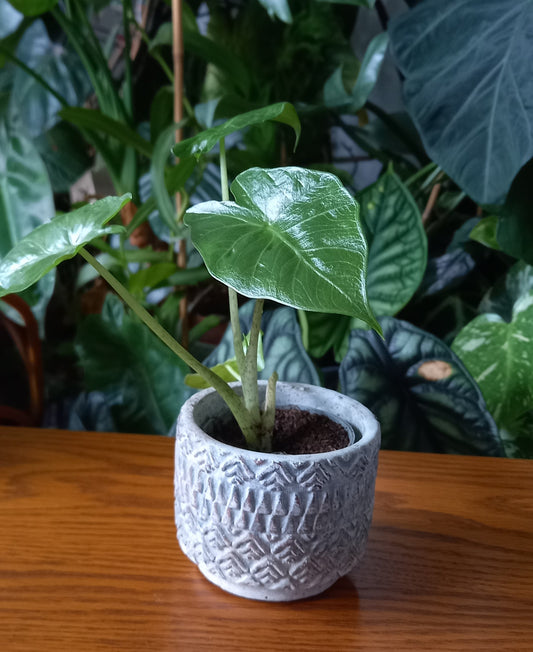 Alocasia portodora