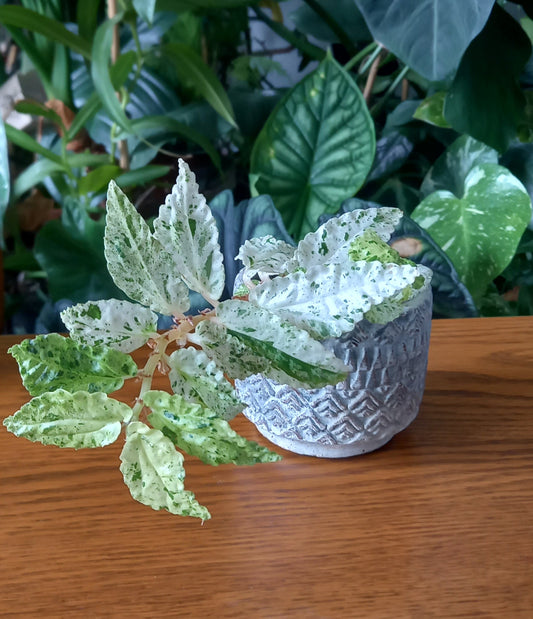 Pellionia repens variegata