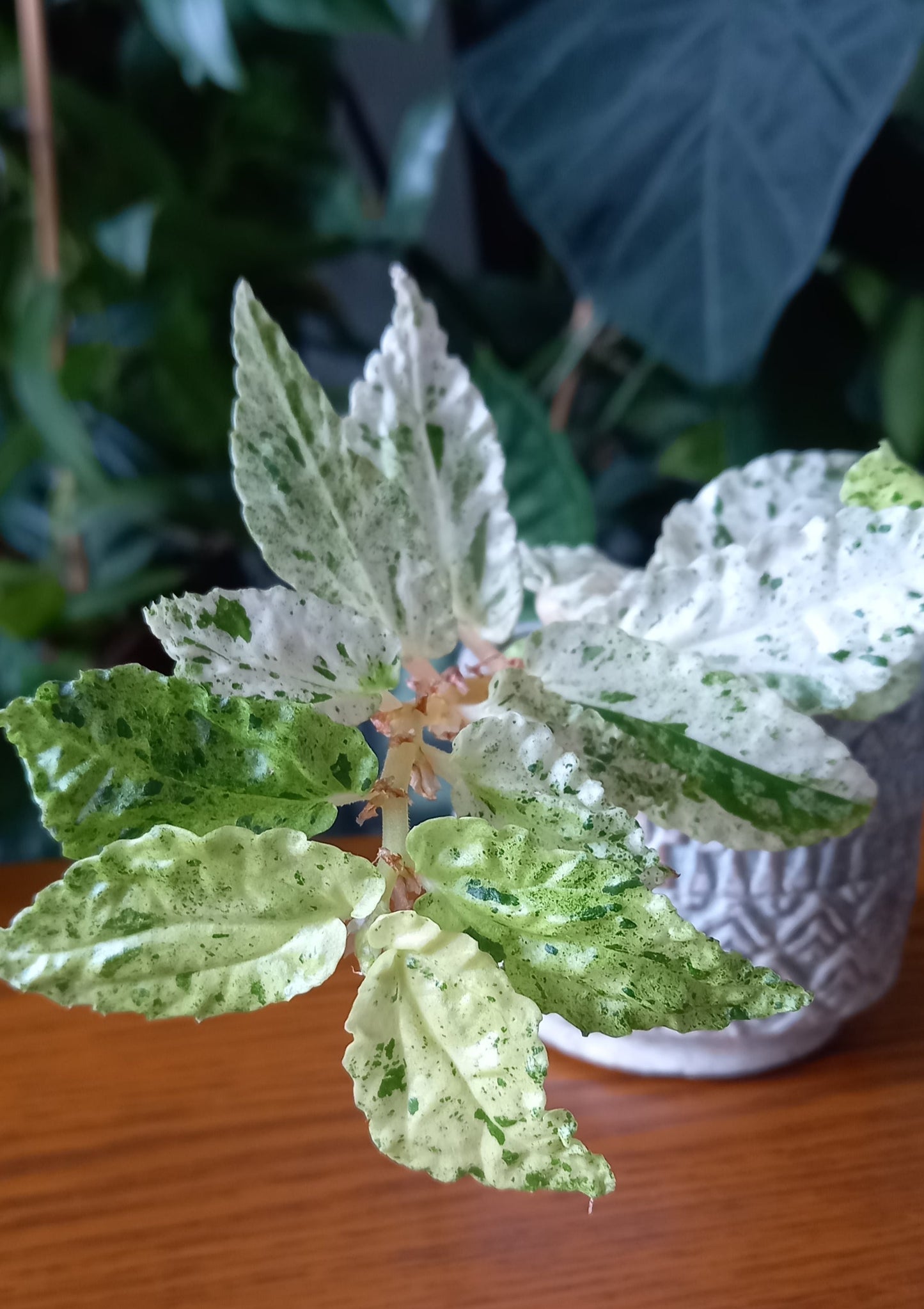 Pellionia repens variegata