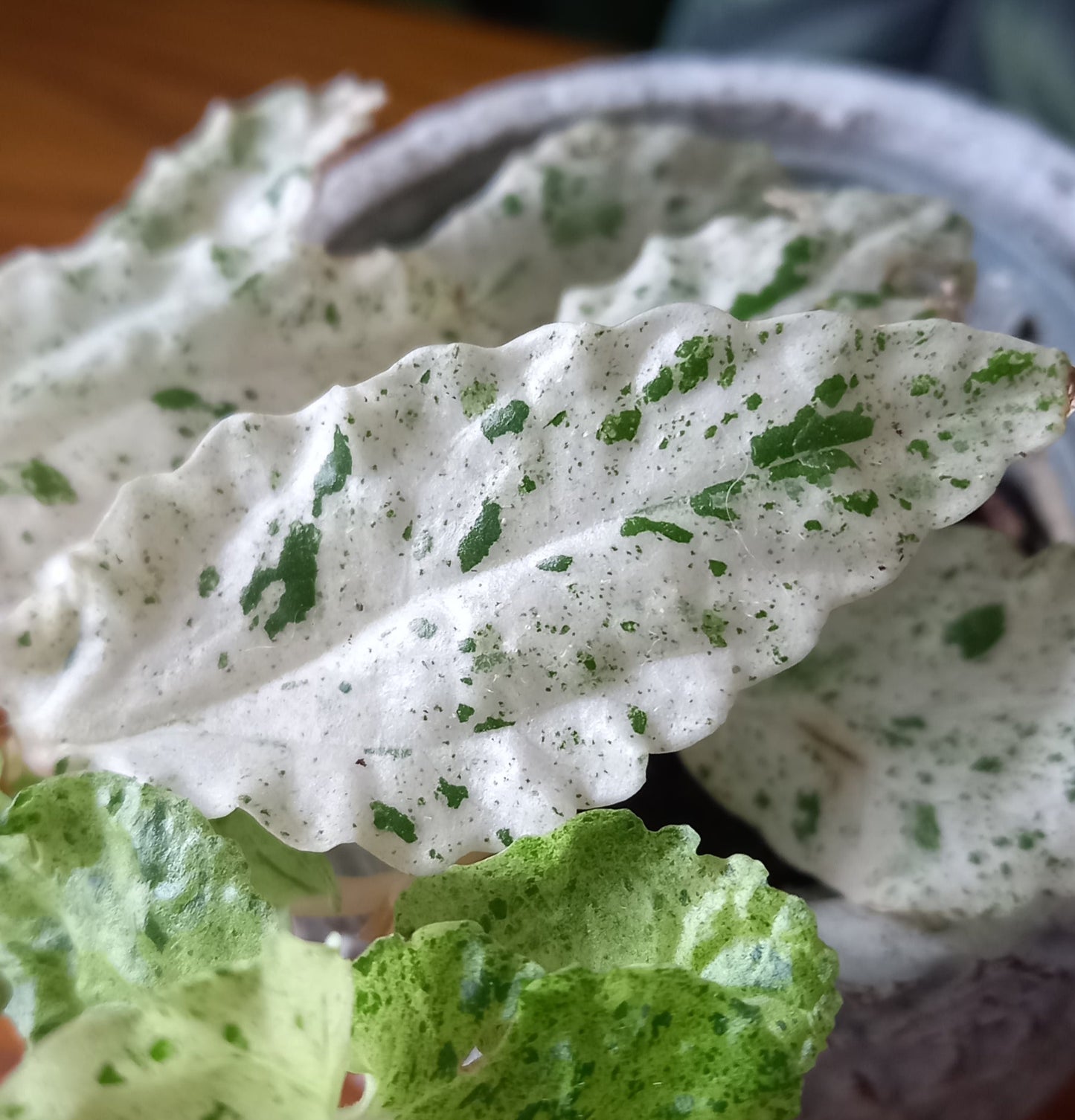 Pellionia repens variegata