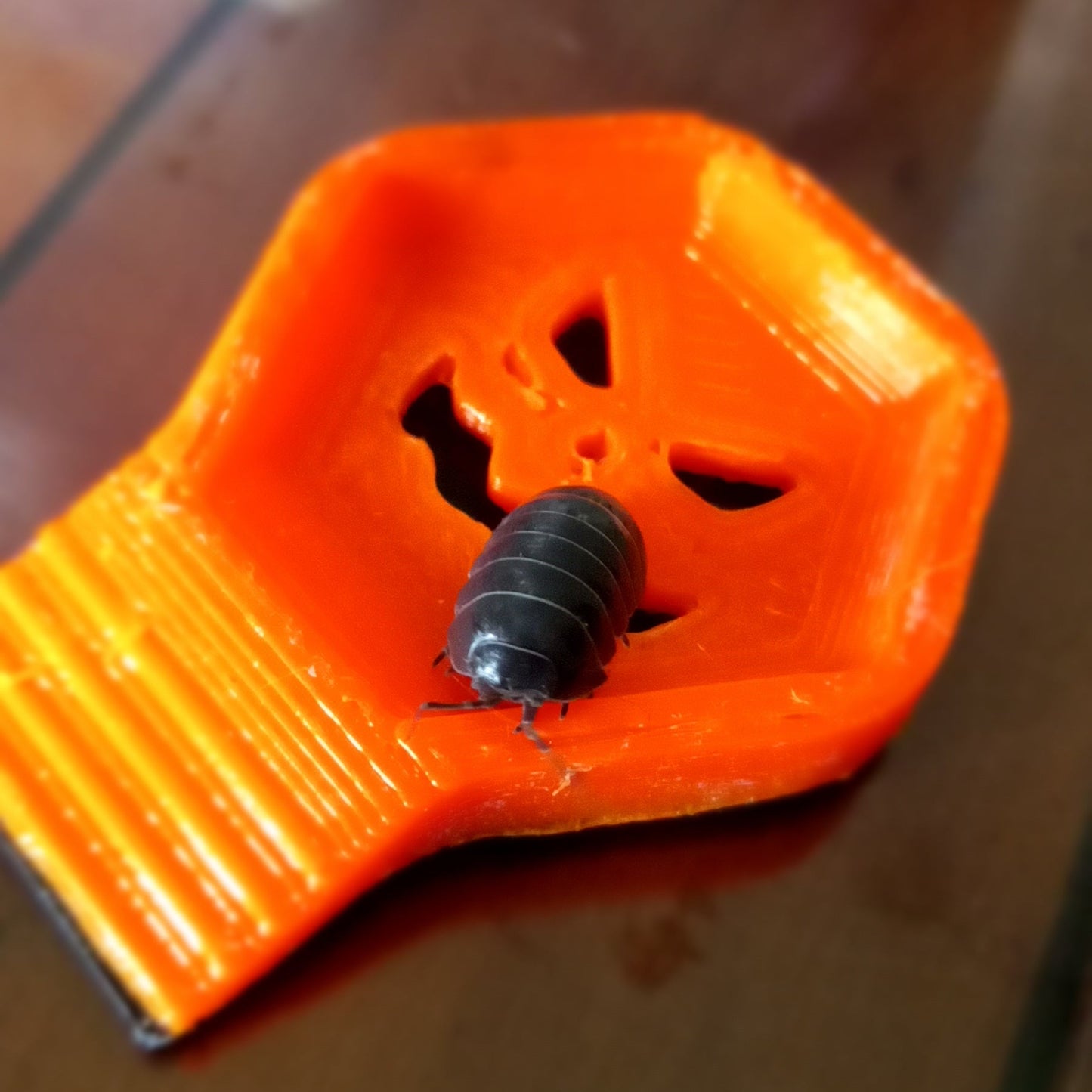 Mangeoire isopodes - Spécial Halloween