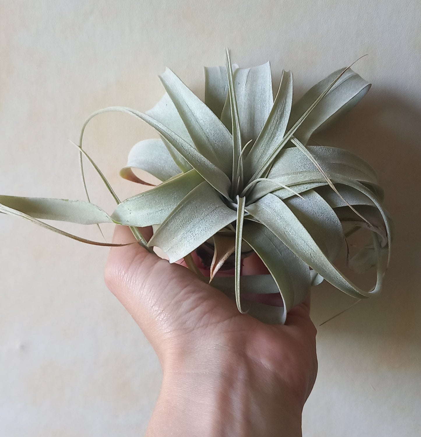 Tillandsia xerographica