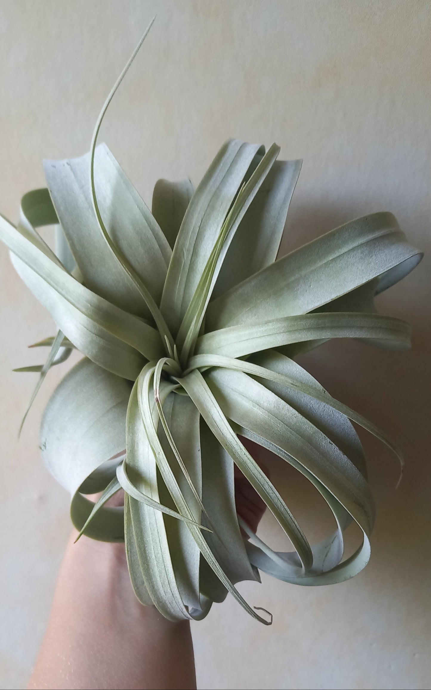 Tillandsia xerographica