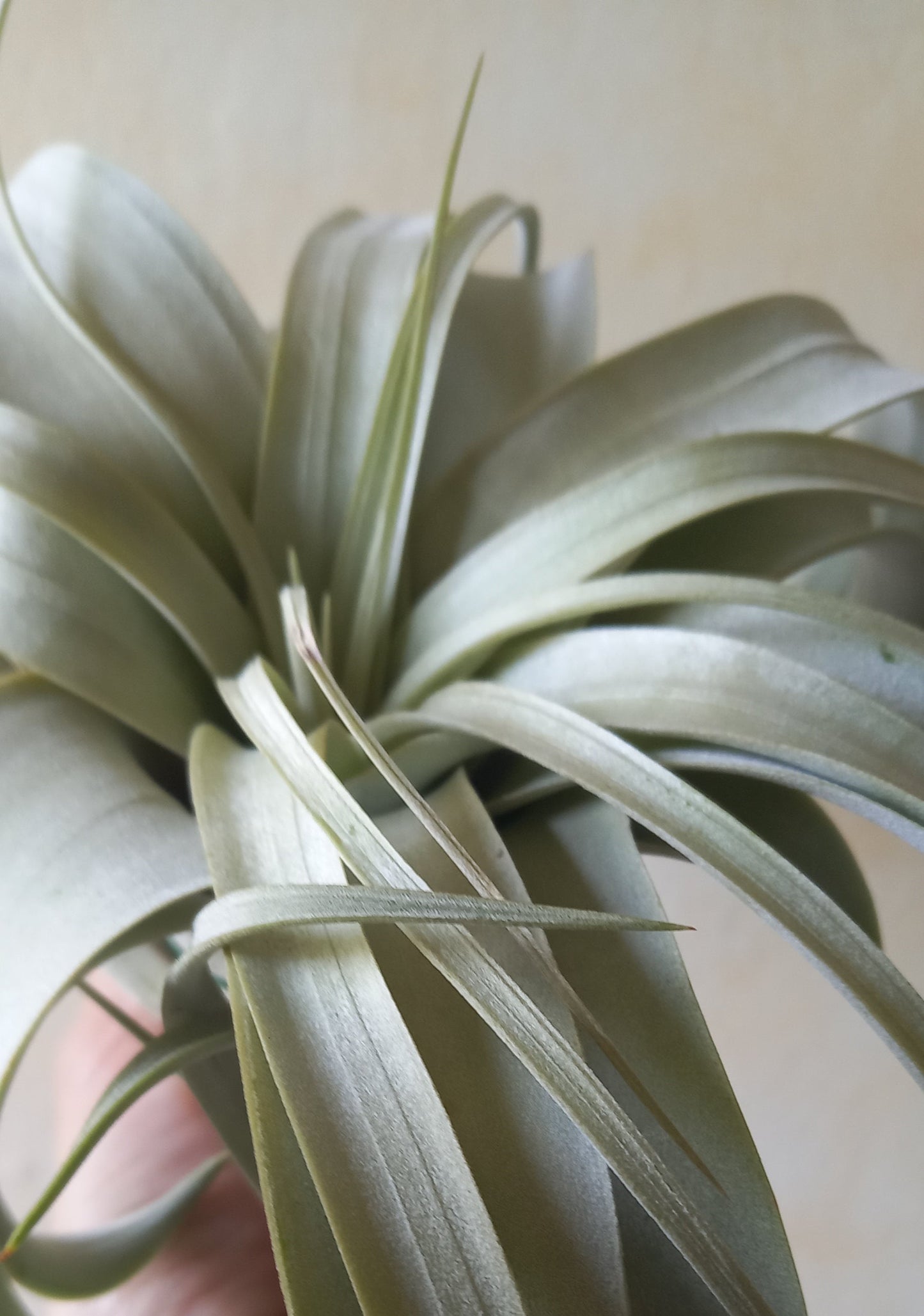 Tillandsia xerographica