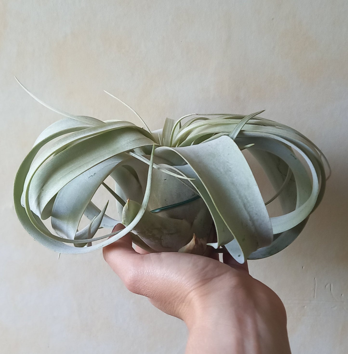 Tillandsia xerographica