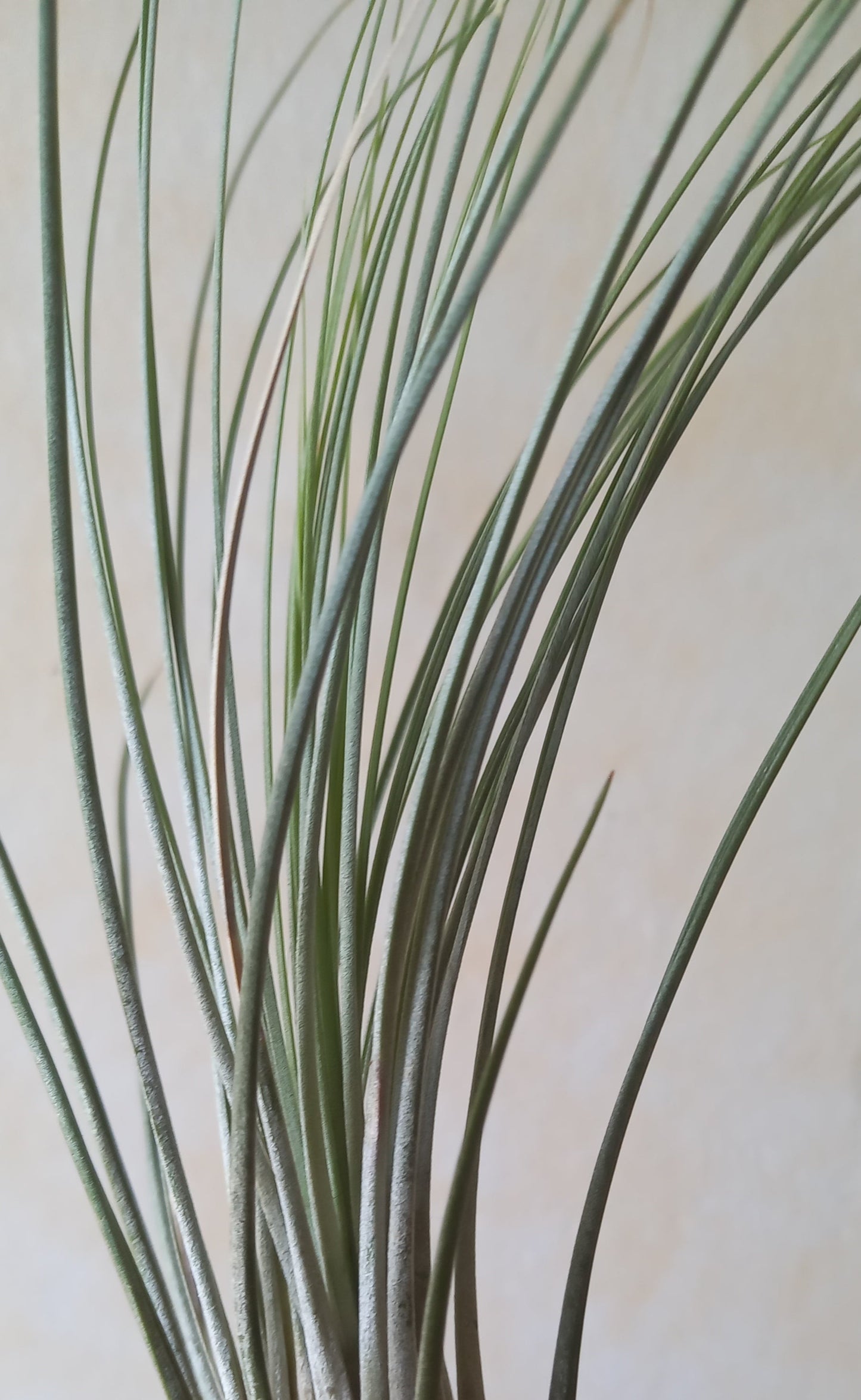 Tillandsia juncea