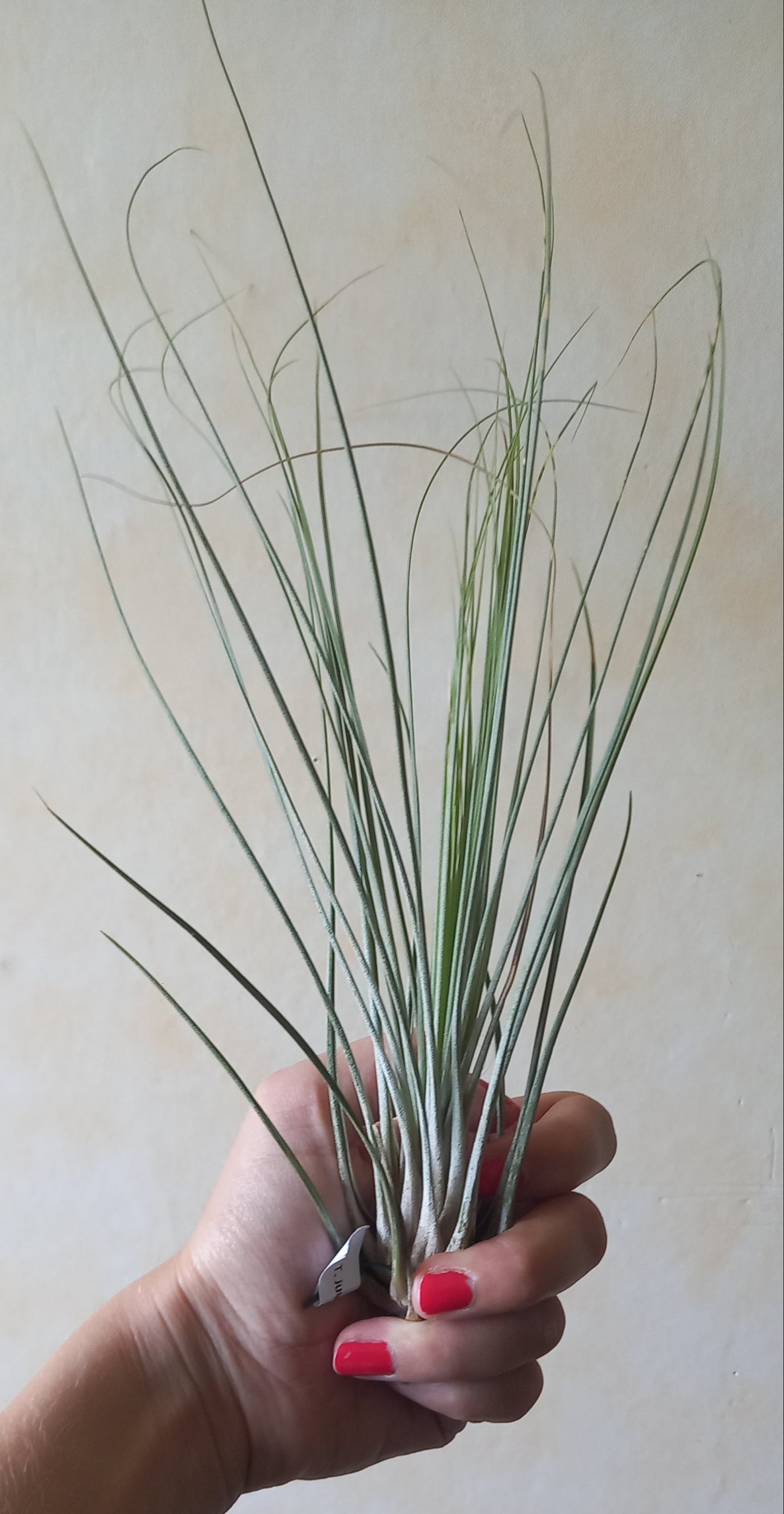 Tillandsia juncea