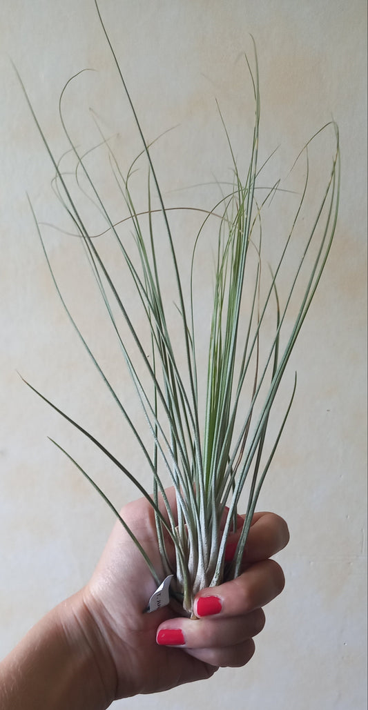 Tillandsia juncea