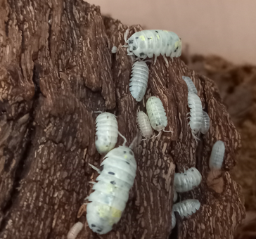 Armadillidium vulgare Magic Potion
