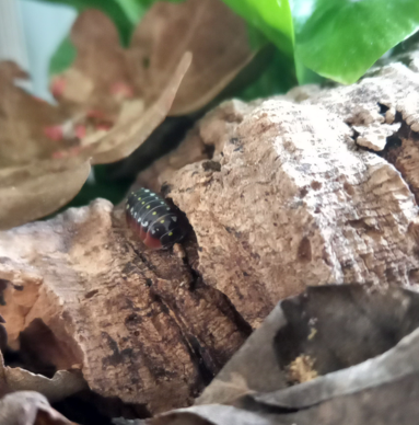 Armadillidium klugii Monténégro