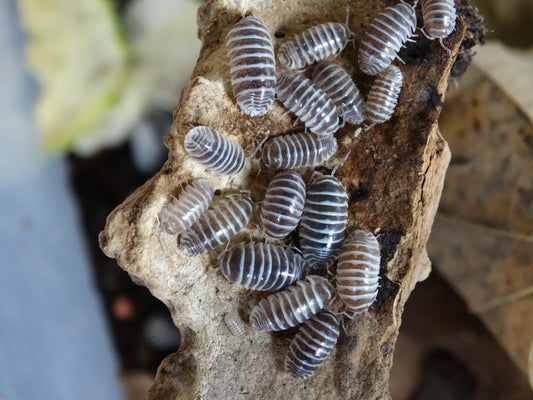 Armadillidium maculatum Chocolat (+ gène Champagne)