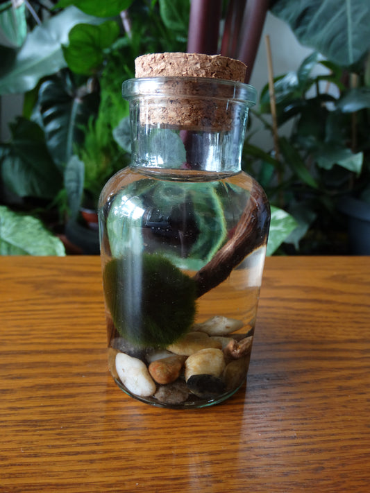 Bouteille Marimo Balls