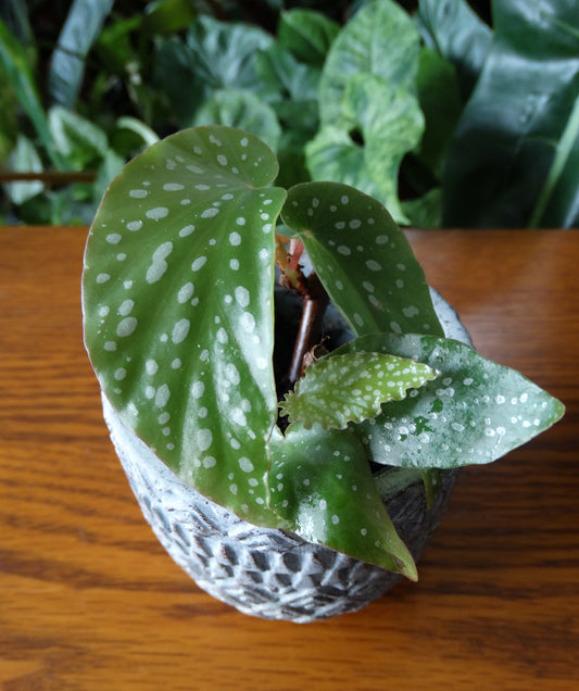 Begonia maculata