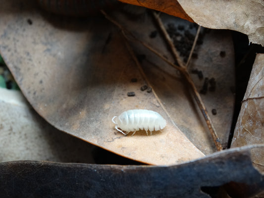 Armadillidium vulgare Albino T-