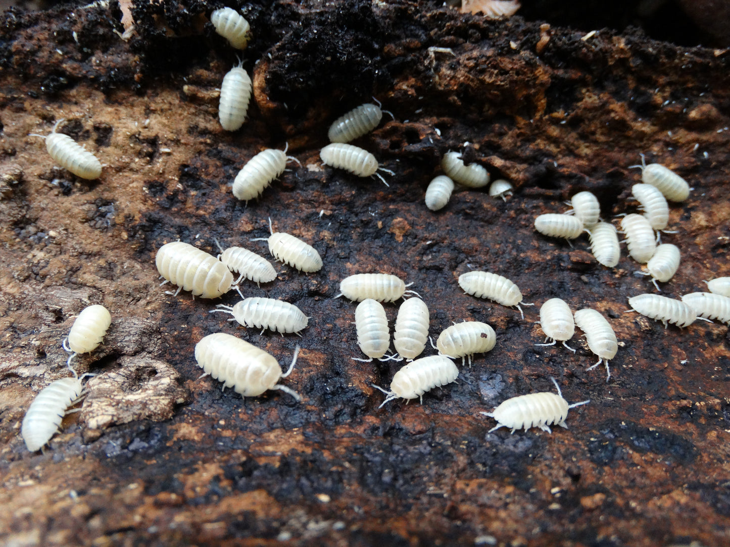 Armadillidium vulgare Albino T-