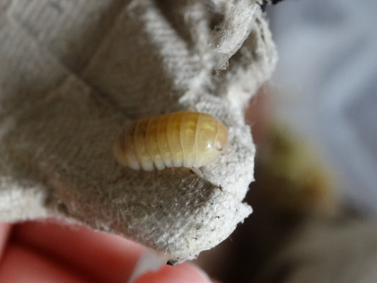 Armadillidium vulgare Albino T+
