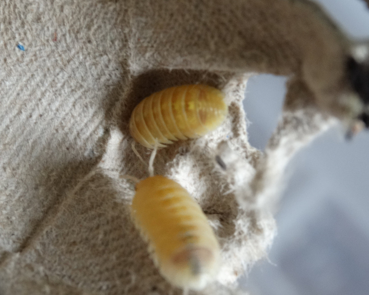 Armadillidium vulgare Albino T+