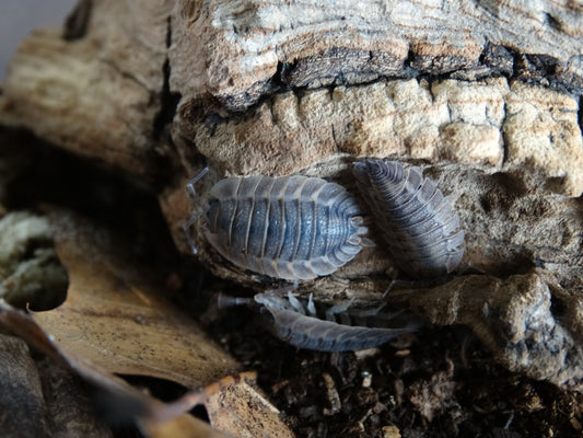 Porcellio spatulatus Coros