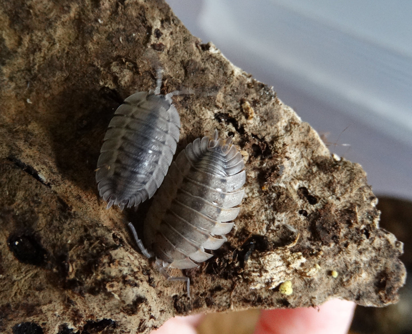 Porcellio spatulatus Coros