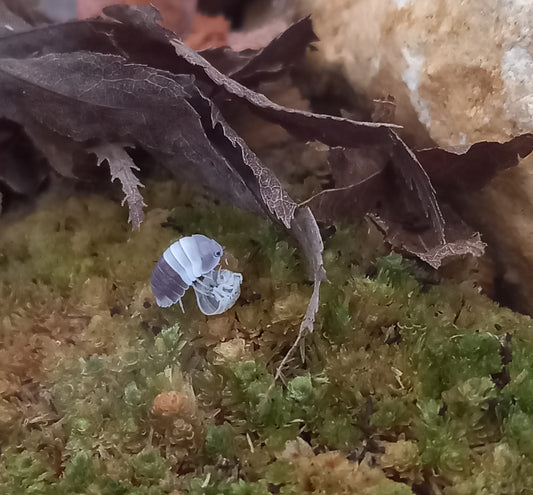 Cubaris sp "Panda King"