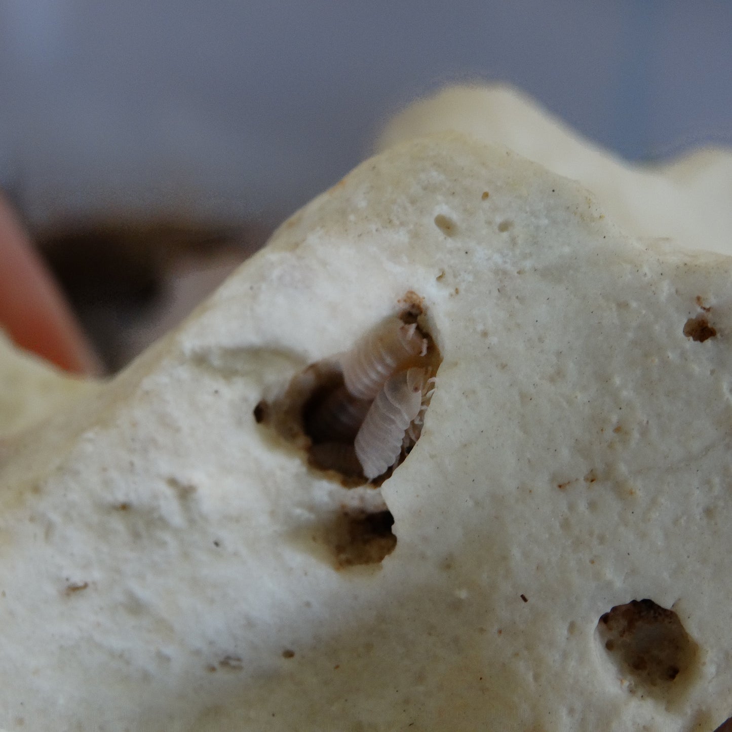 Cubaris murina "Papaya"