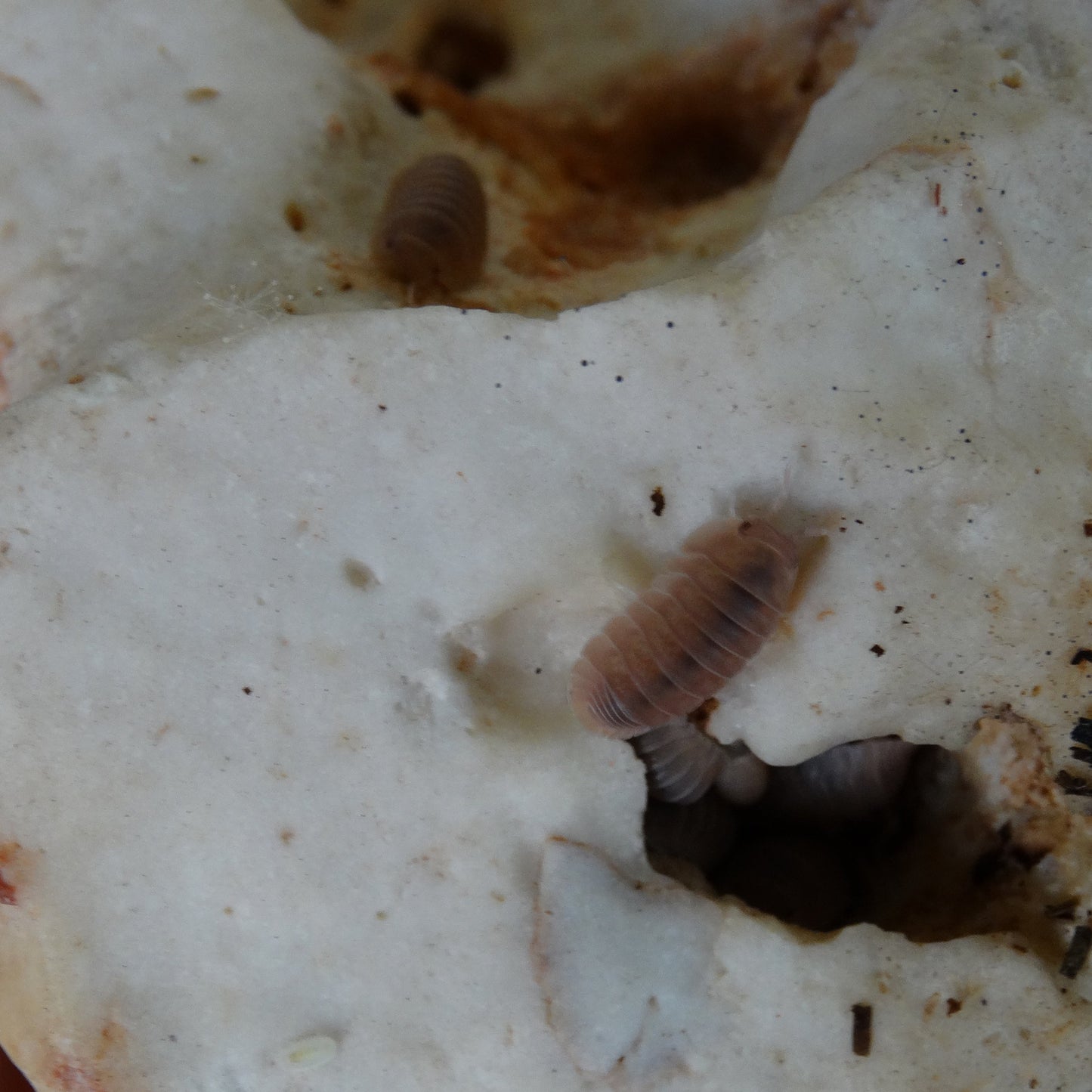 Cubaris murina "Papaya"