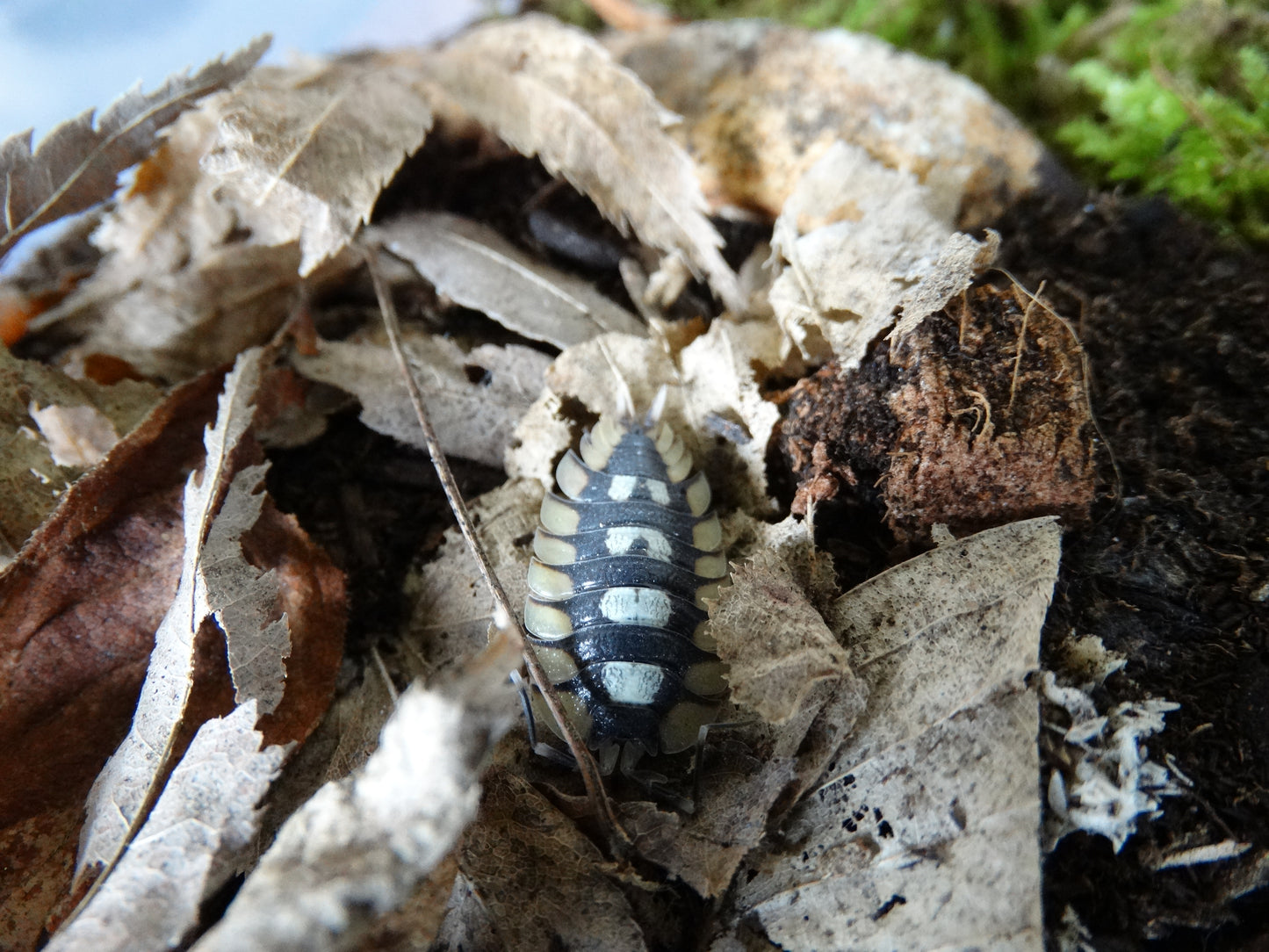 Porcellio expansus "Prades"