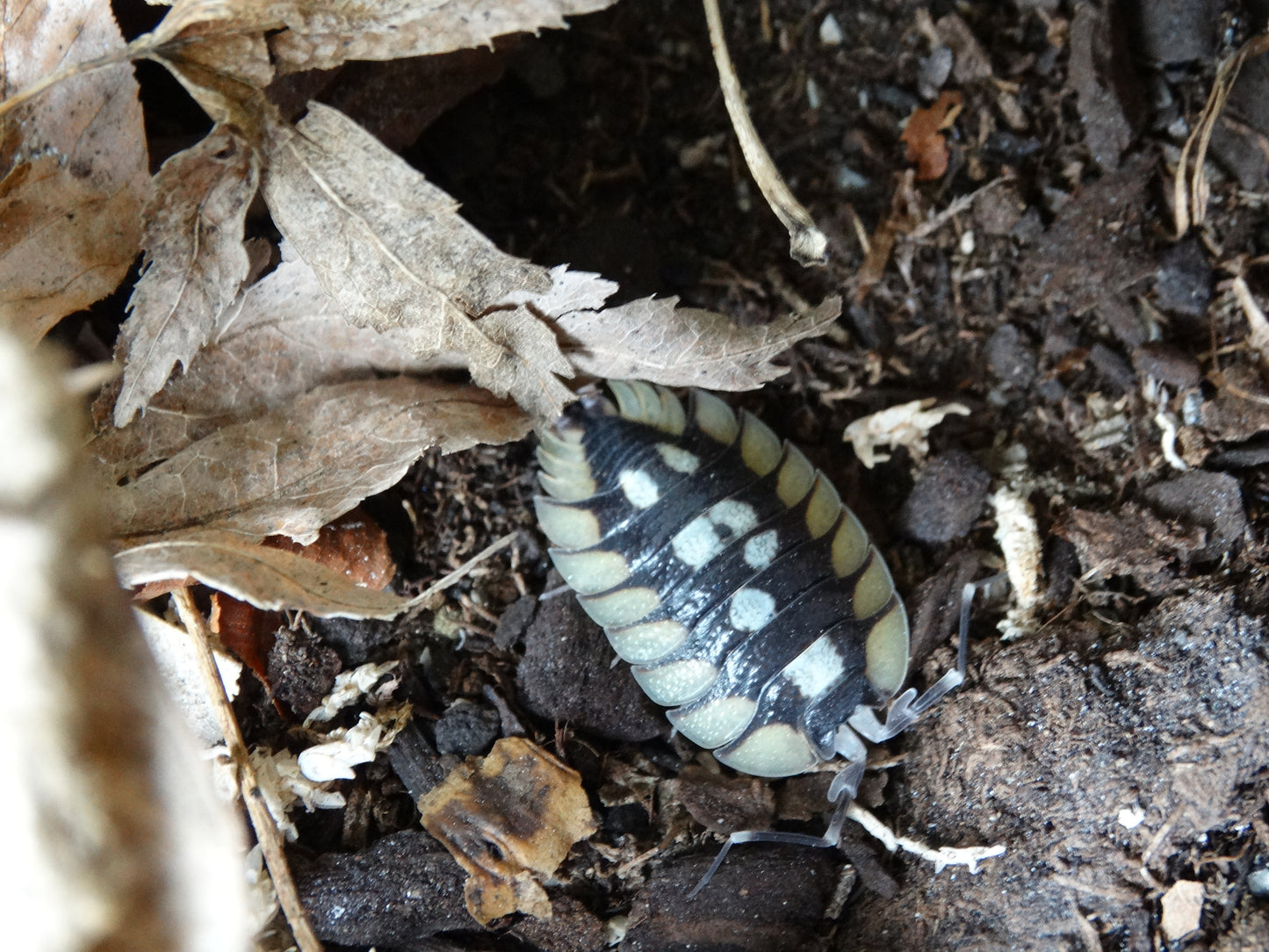 Porcellio expansus "Prades"