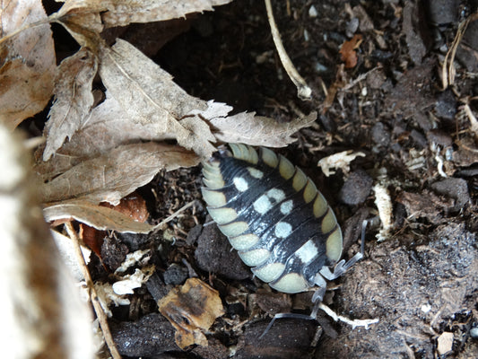 Porcellio expansus "Prades"