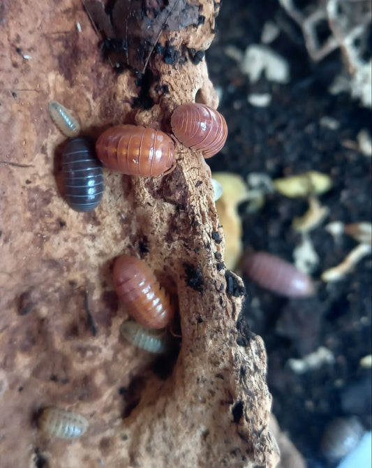 Armadillidium vulgare Santa Lucia