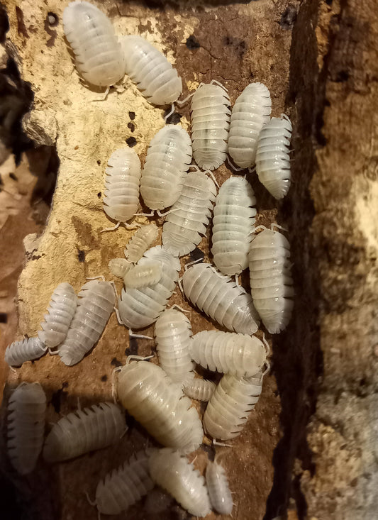 Armadillidium granulatum "White Pearl"