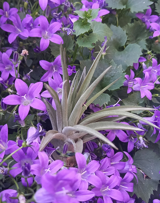 Tillandsia abdita