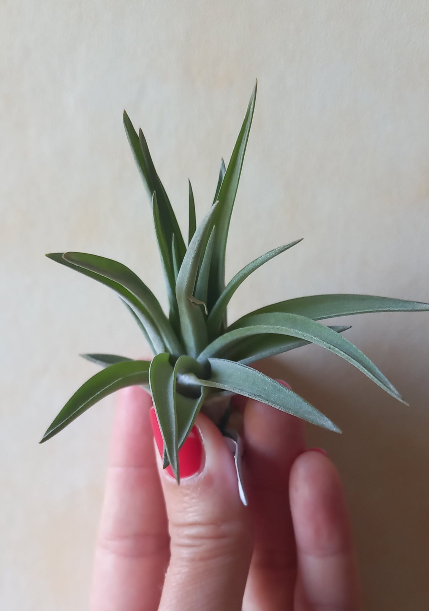 Tillandsia abdita