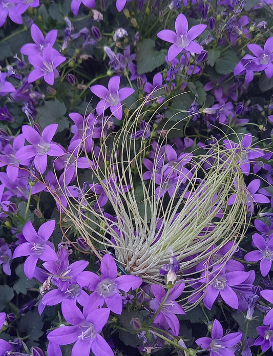 Tillandsia andreana