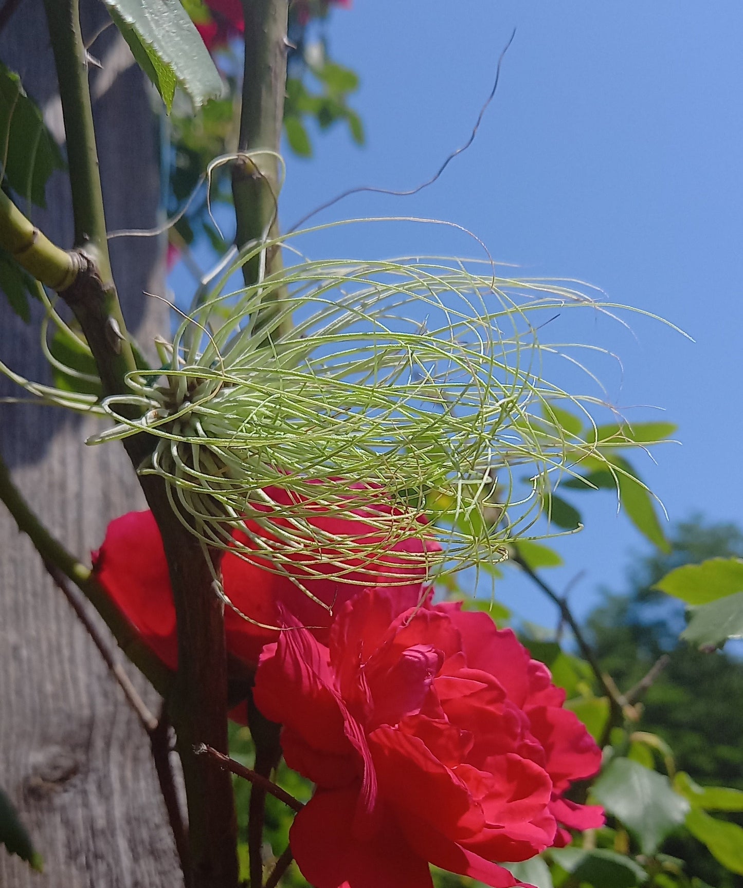 Tillandsia andreana