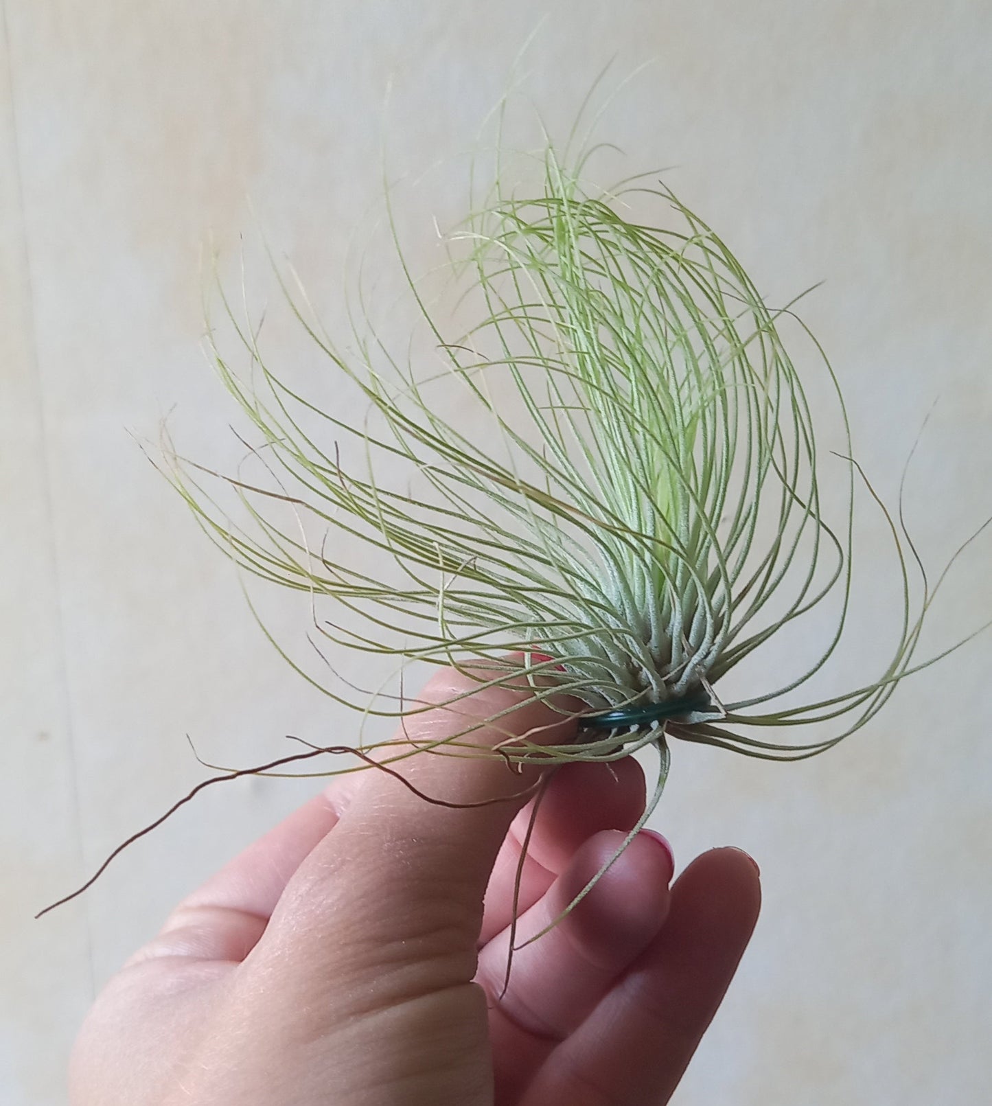 Tillandsia andreana