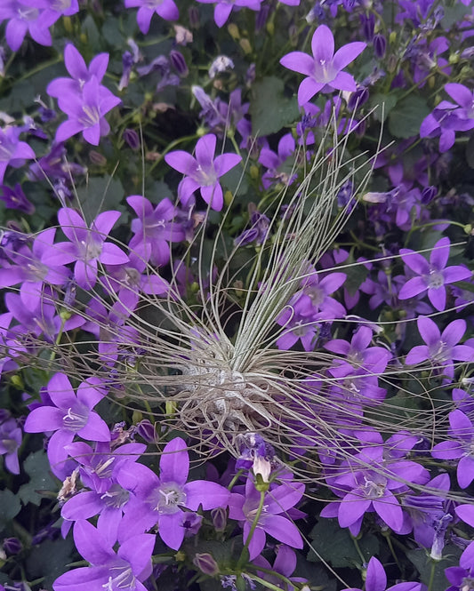 Tillandsia argentea