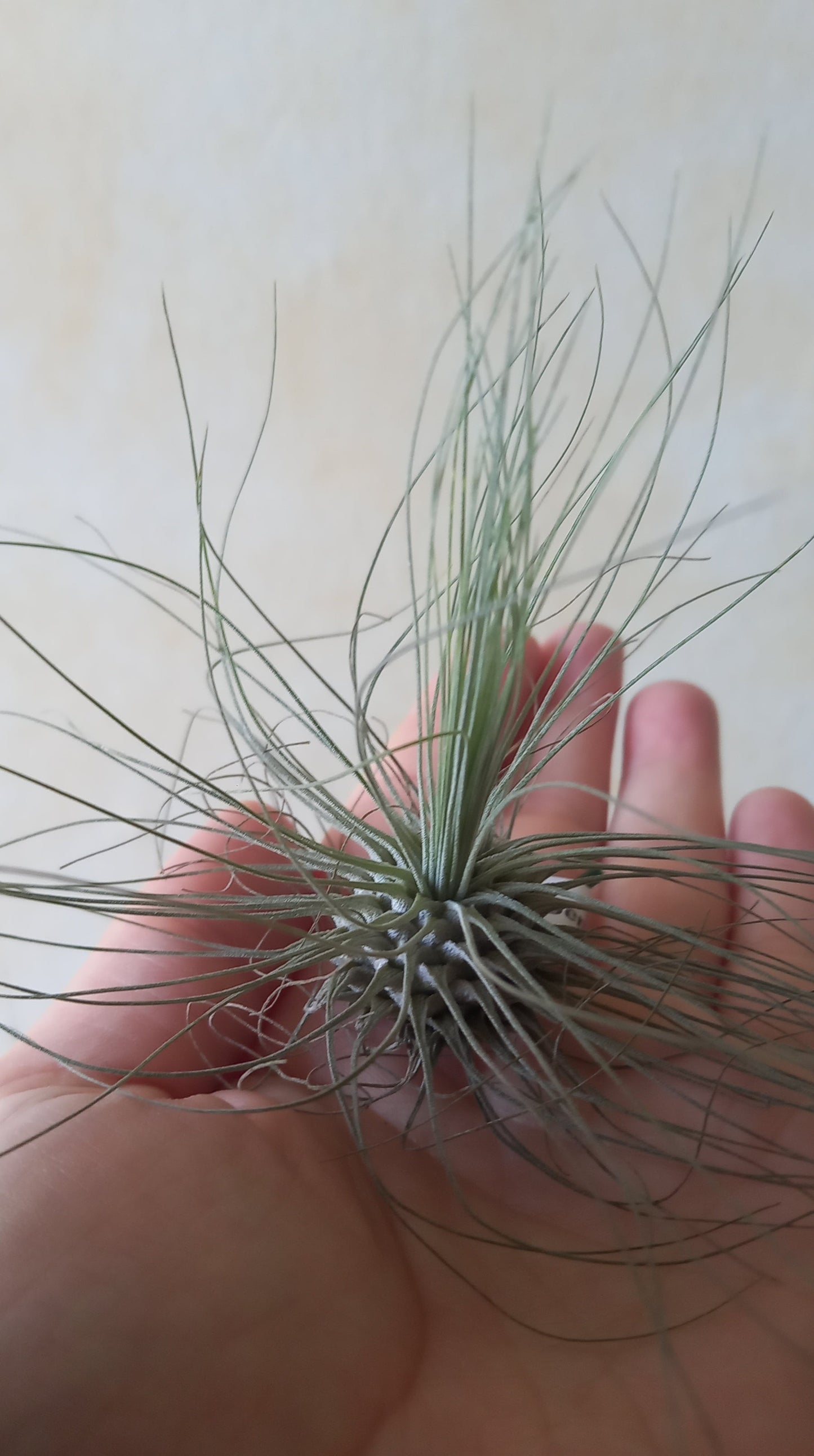 Tillandsia argentea