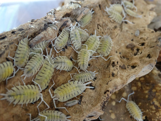 Porcellio bolivari