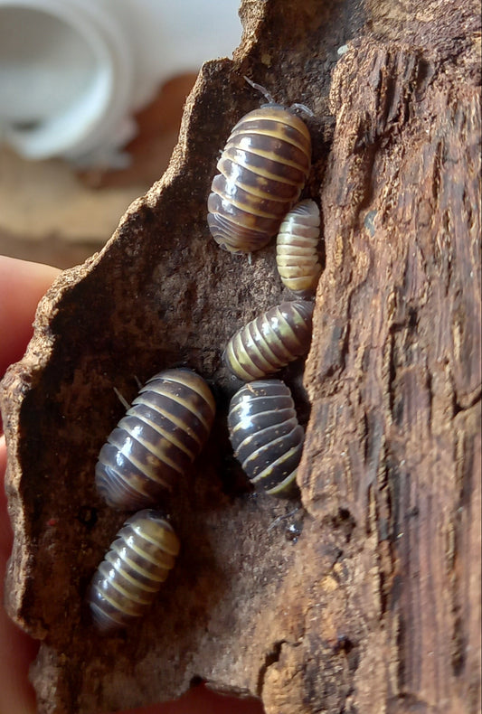 Armadillidium badium Casteldaccia