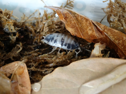 Porcellio laevis Dairy Cow