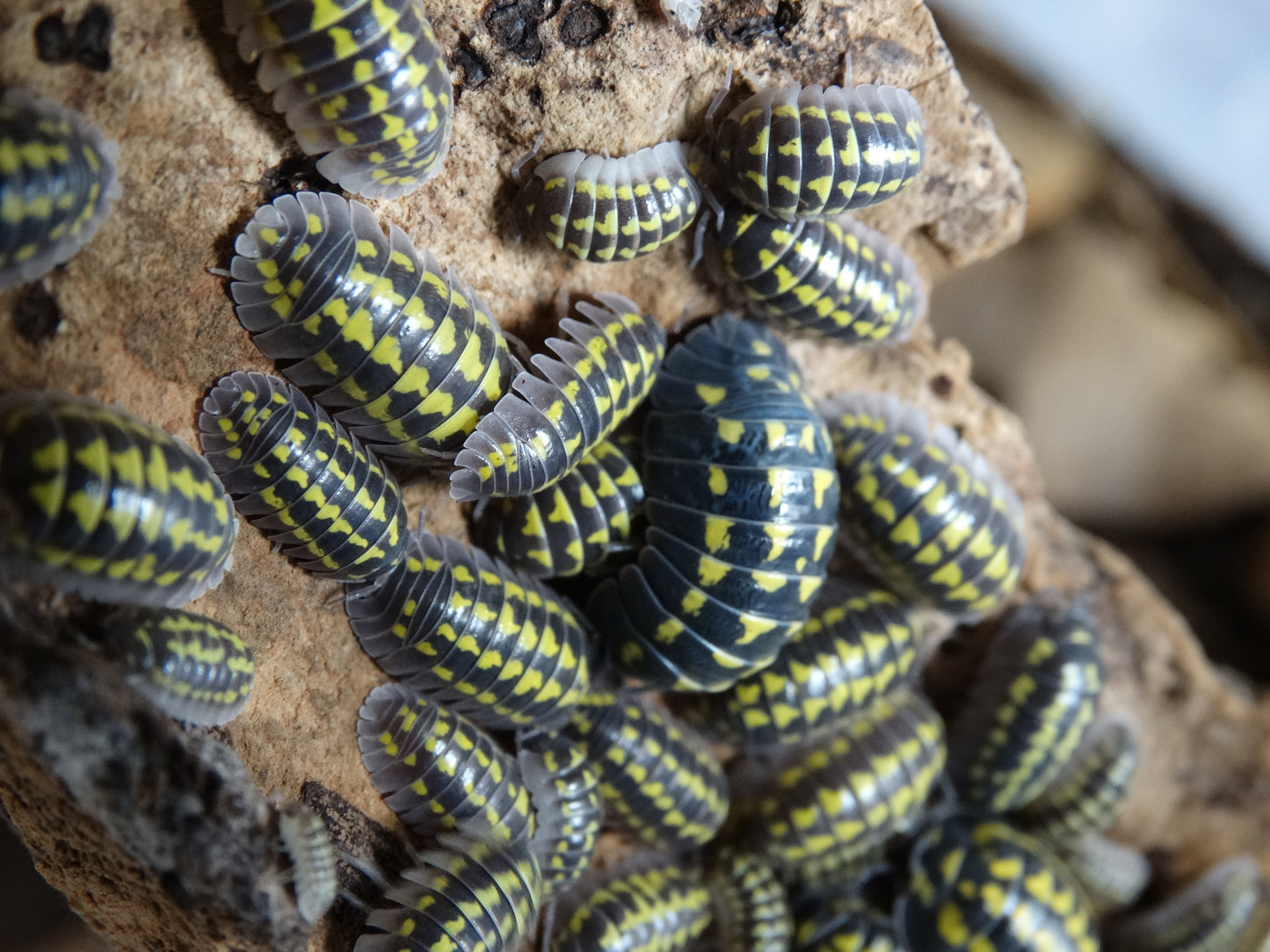 Armadillidium gestroï