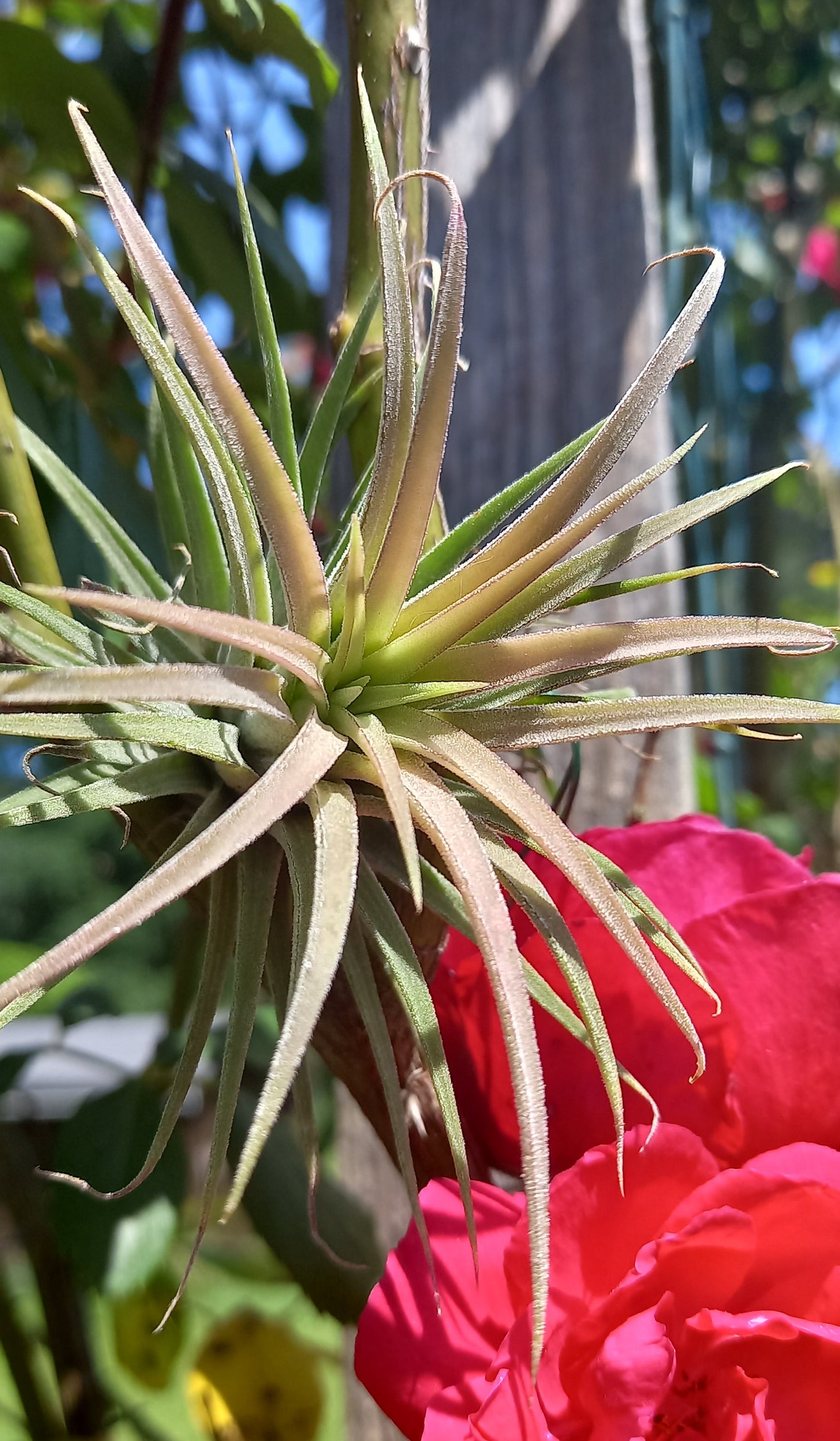 Tillandsia ionantha