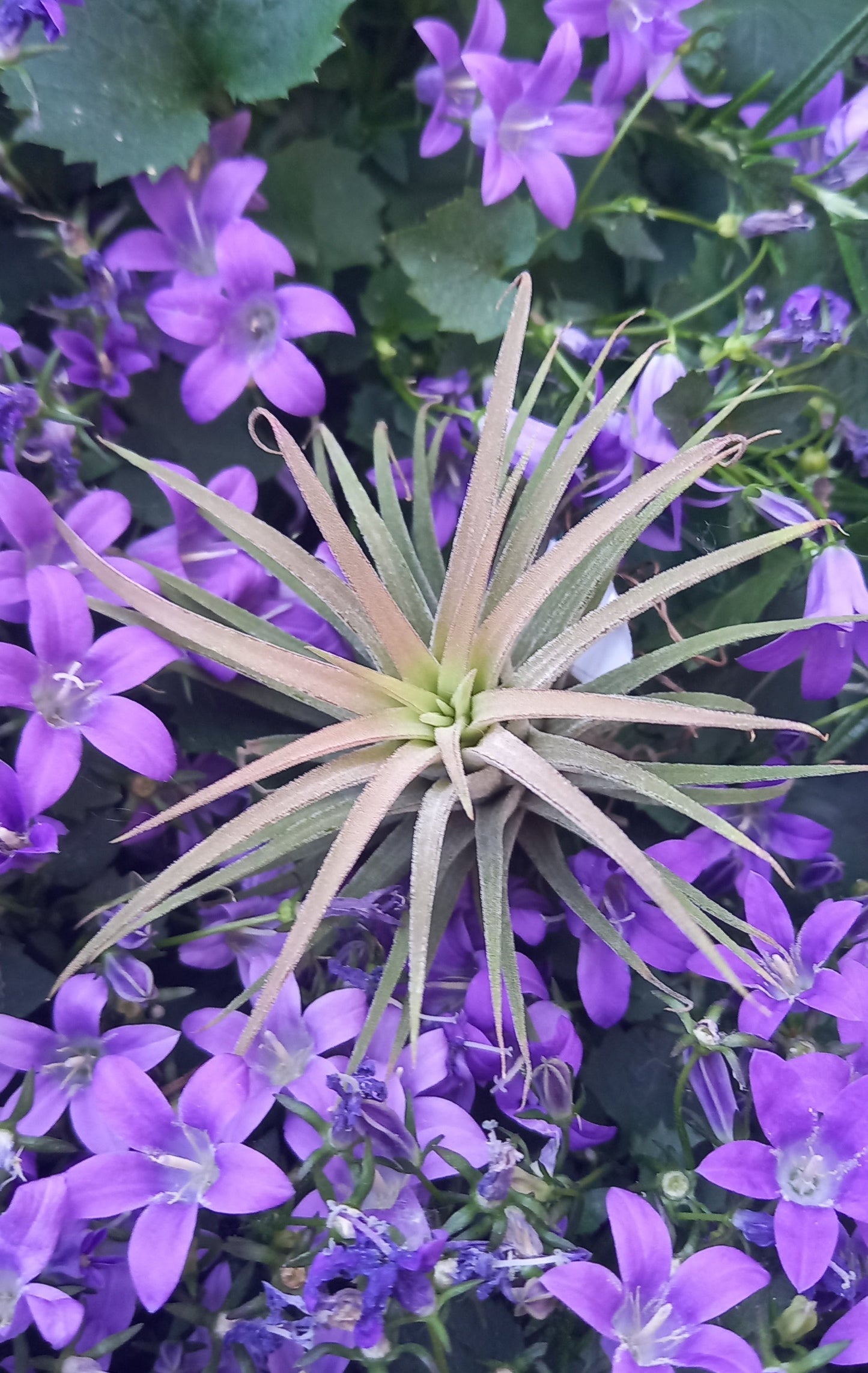 Tillandsia ionantha